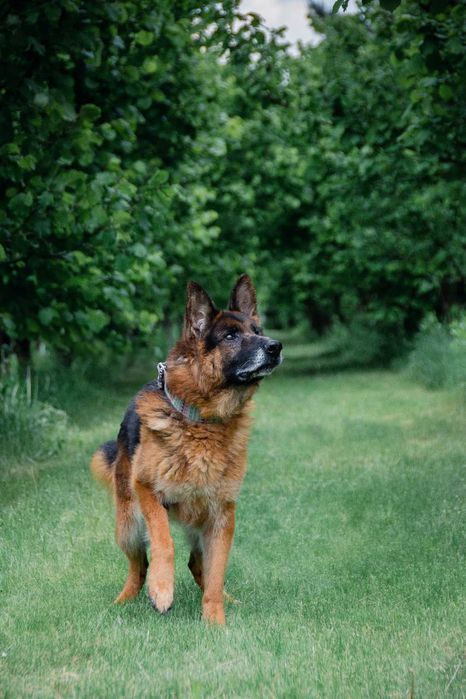 Szarik - pies w typie owczarka niemieckiego do adopcji!