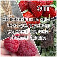 Саджанці Полуниці Розсада Малина Плодові дерева Рассада Клубники