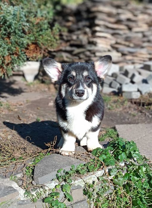 Триколорна дівчинка коргі пемброк