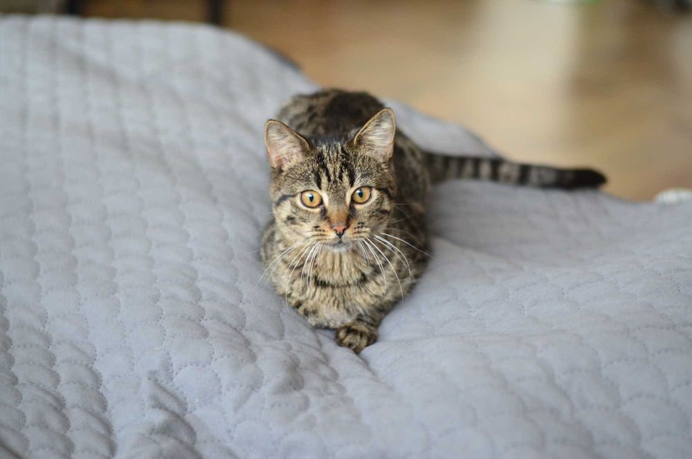 Oddam kotke w dobre ręce