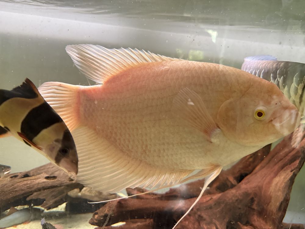 Gurami Olbrzymi albino