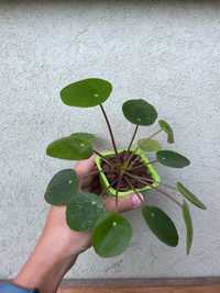 Pieniążek pilea sugar