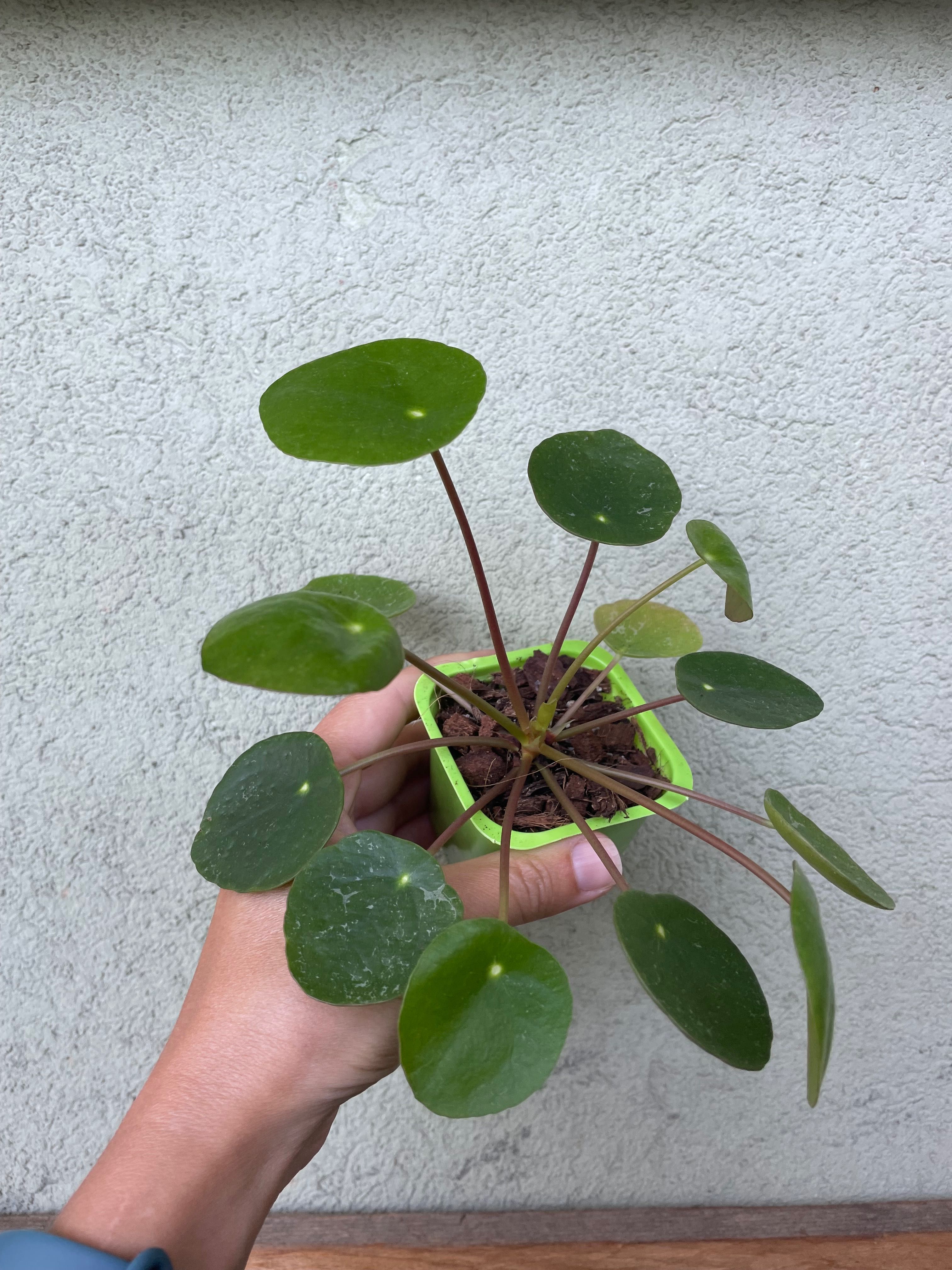 Pieniążek pilea sugar