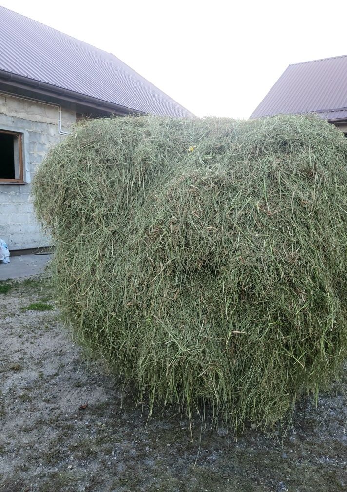 Sianko ekologiczne tegoroczne EKO