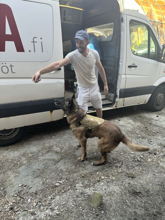 Кобель малінуа шукає сучку для вʼязки