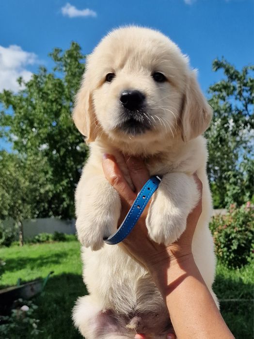 Золотистий ретривер дітвора