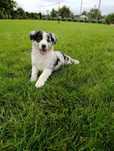 Piesek Border Collie blue merle