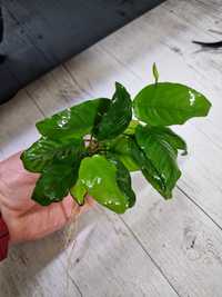 Anubias roślinka akwariowa