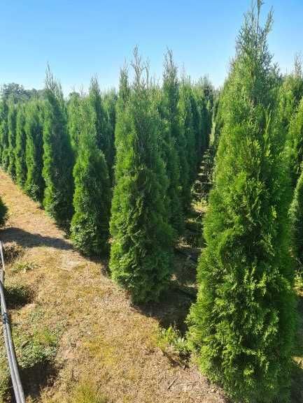 Tuja Szmaragd, Thuja Smaragd 160-180 cm KOŃCÓWKI MATERIAŁU-PRODUCENT
