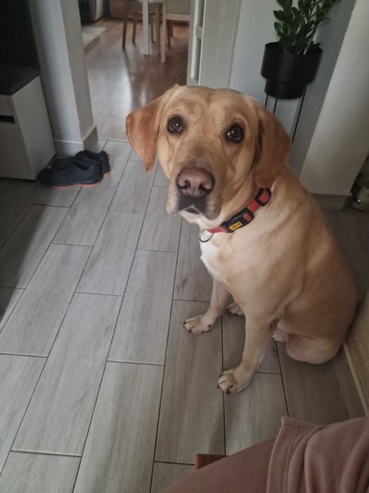 Oddam Labladora za darmo