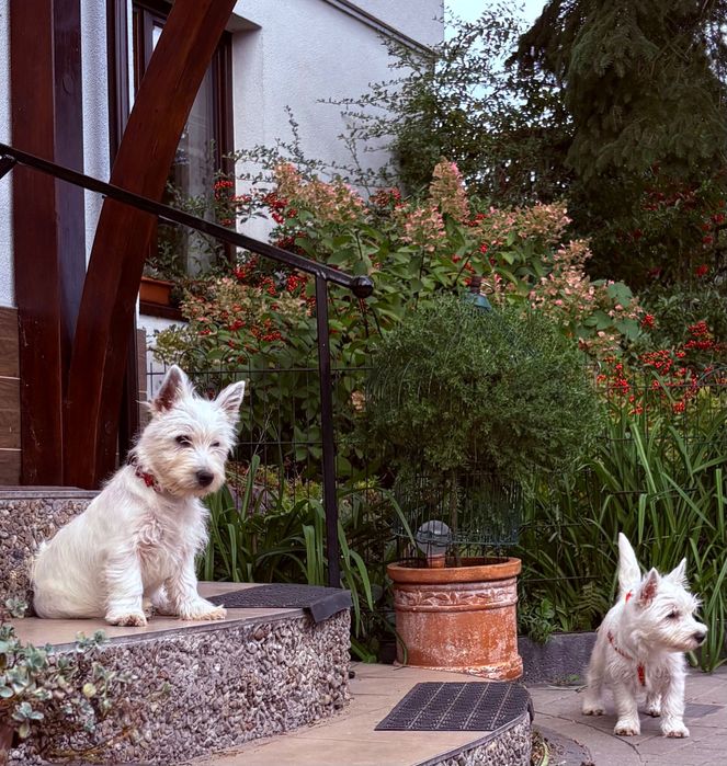 West Highland White Terrier - Taco Good Joke FCI fajny psiak :)
