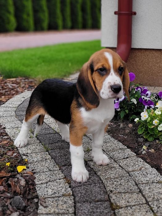 Beagle Szczeniak Zaprasza