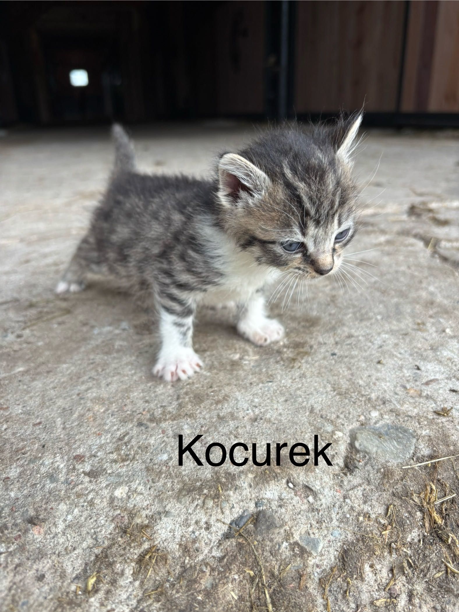 ODDAM kotki w dobre ręce