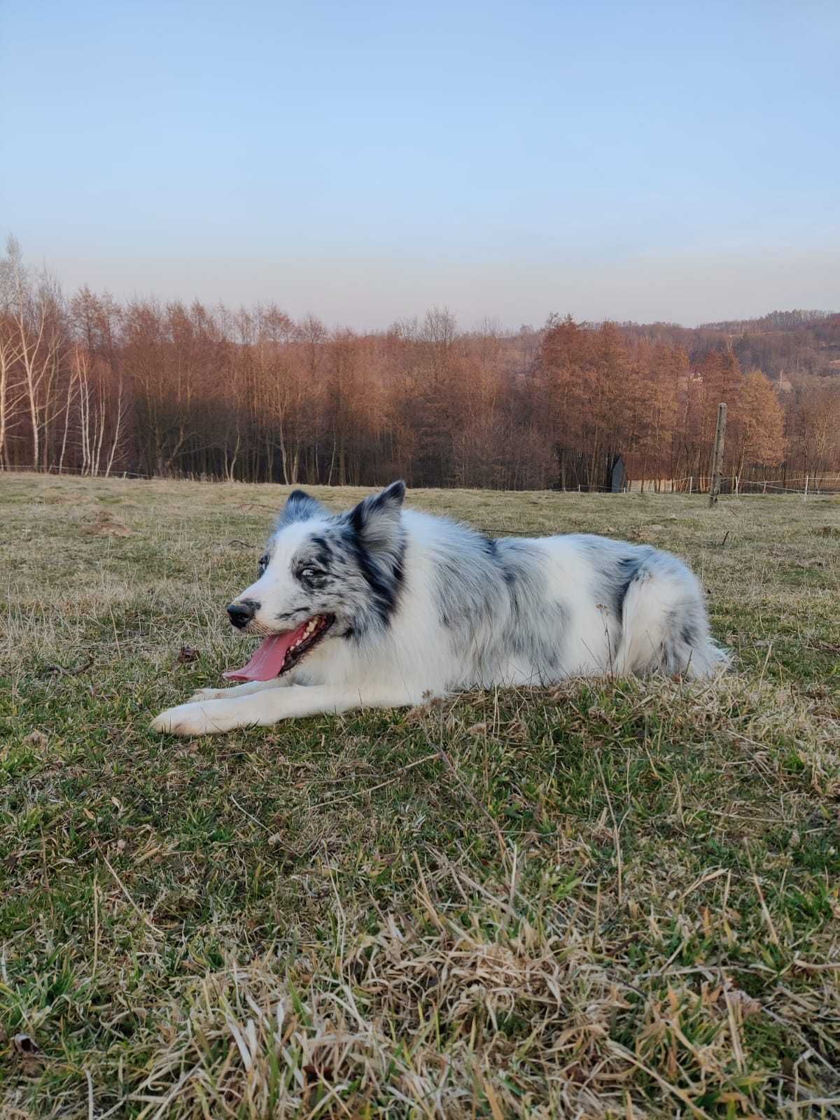 Border Collie / ZKwP/ Pies