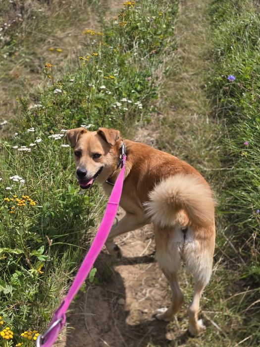 Labi z charakteru jak Labrador