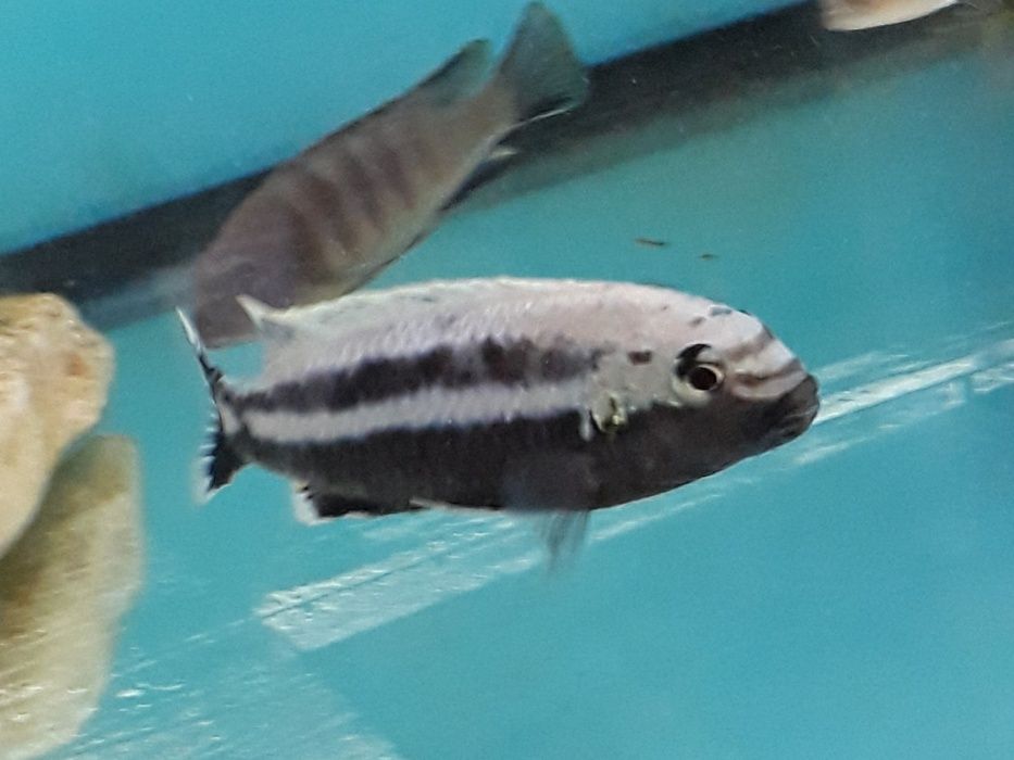 Machos-Pseudotropheus sp.red Zebra,Labid.caeruleus,Copadichromis