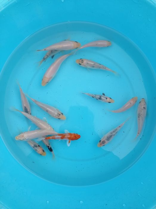 Carpas koi selecionadas