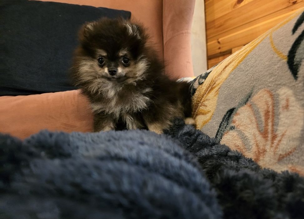 Pomeranian xxs szpic miniaturowy dziewczynka ostatnia