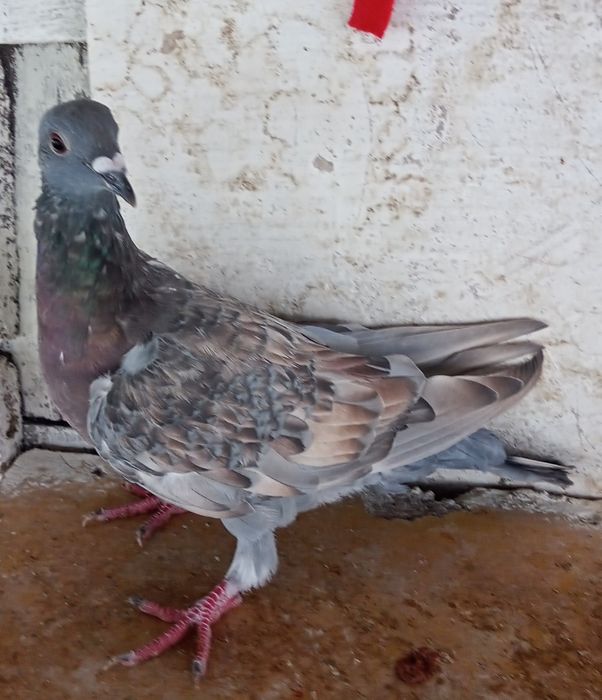 Sprzedam pocztowe kolorowe