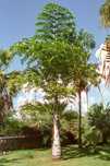 Palmeira Rabo de Peixe - Caryota urens