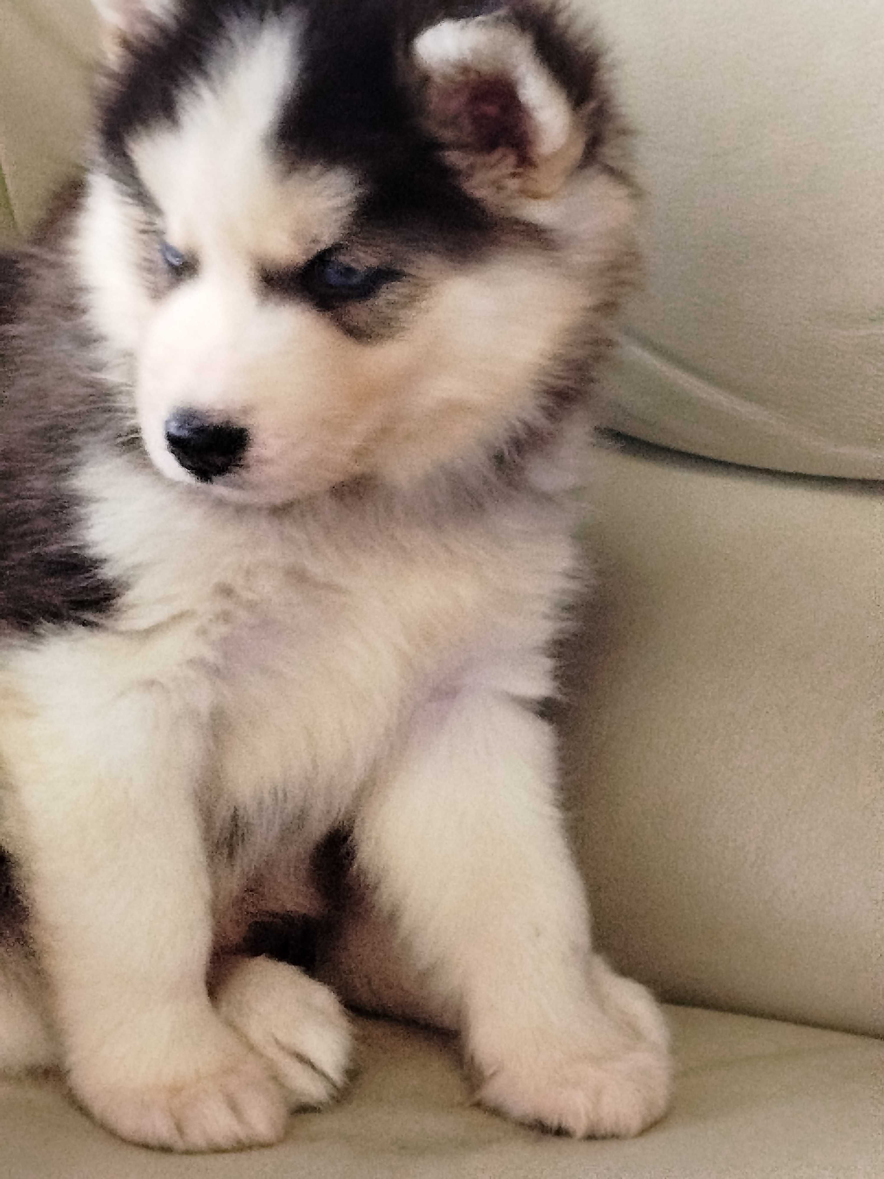 Siberian Husky piesek tel.-5.7.5.3.0.2.0.3.9.