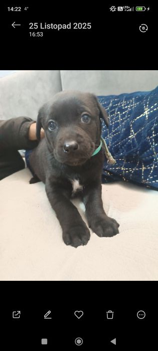 Szczeniaki w typie labradora za darmo