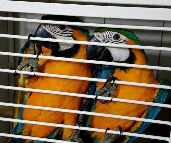 Большой попугай Ара, славненькие малыши разноцветные