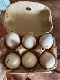 Ovos de galinha para venda