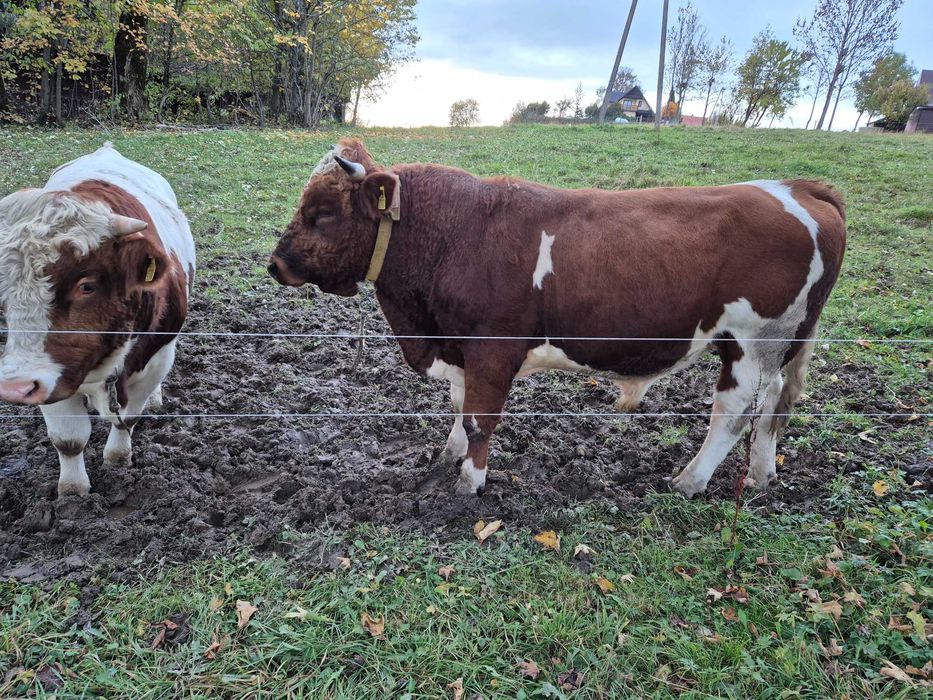 Sprzedam ładne byki