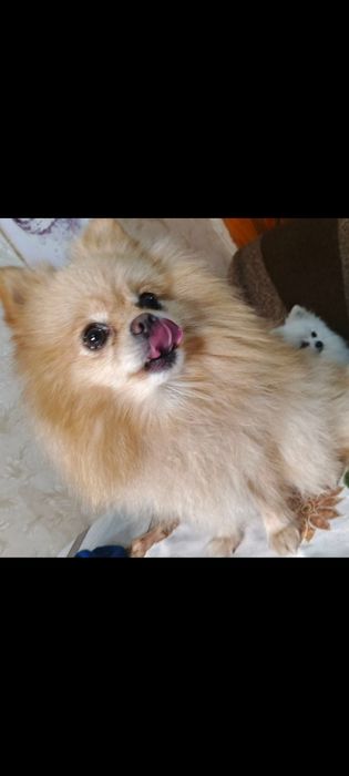 Шпіц дівчинка,девочка Померанский шпіц