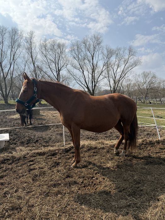 Klacz ujezdzeniowa hanowerska