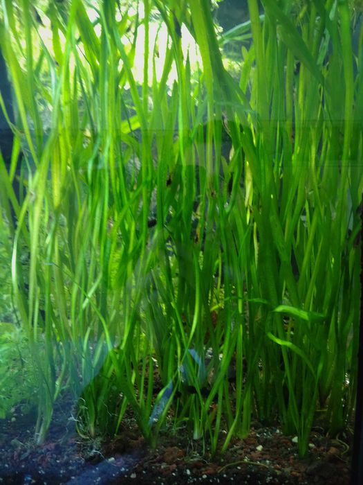 Vallisneria  nurzaniec trawa