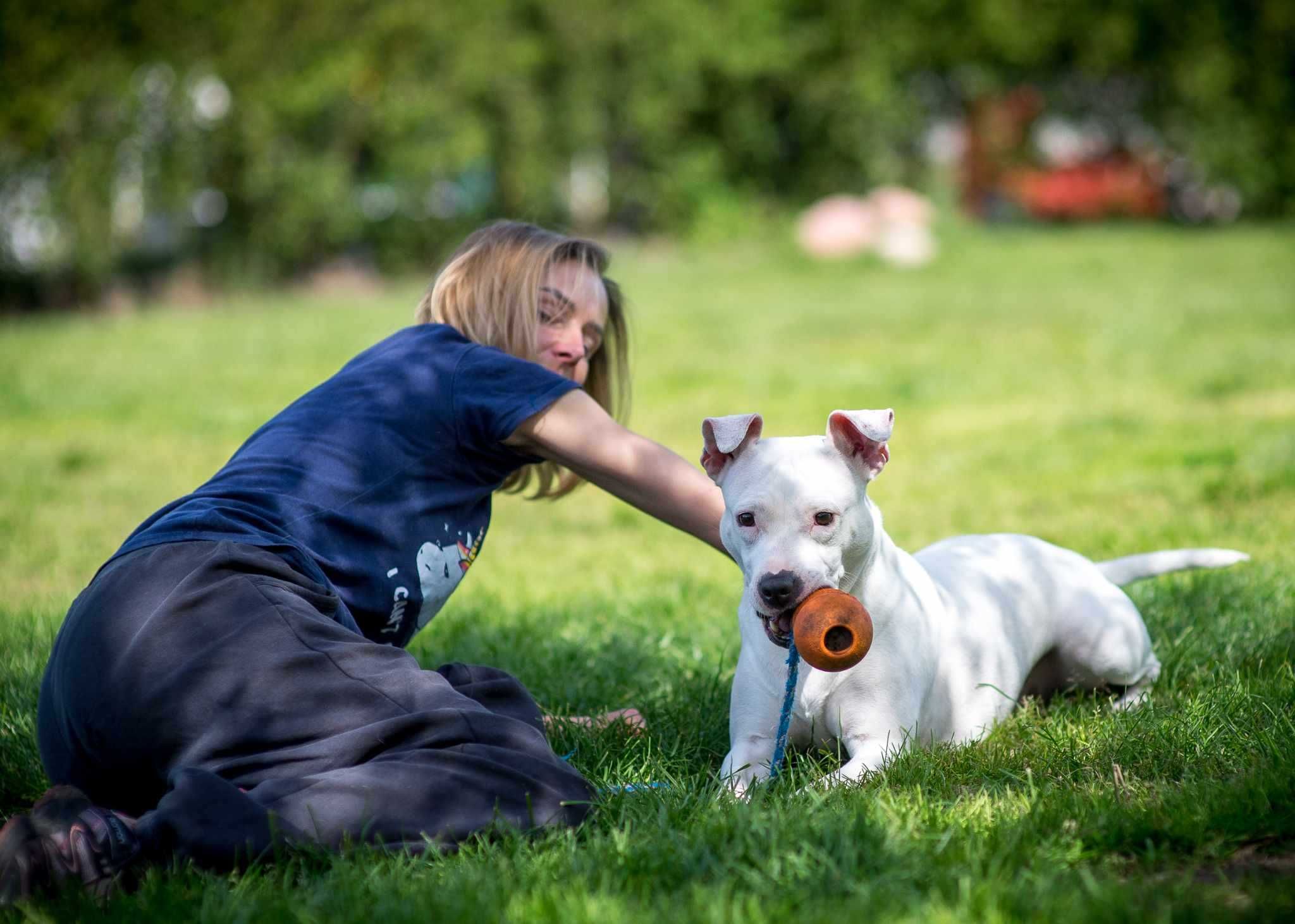 Do adopcji Shiva, suczka w typie amstaffa TTB Poznań