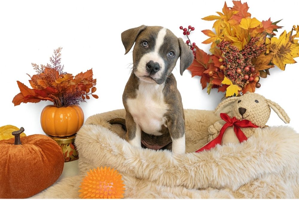 Śliczny piesek Amstaff!