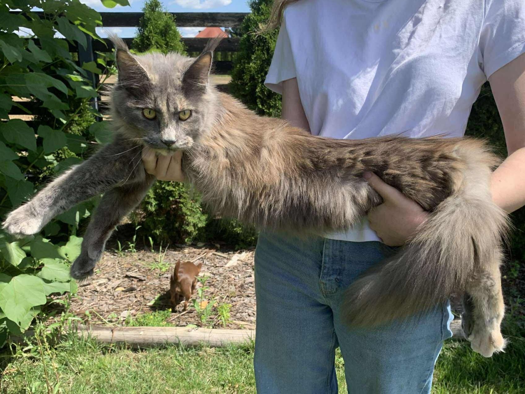 Aba kotka Maine Coon po championie