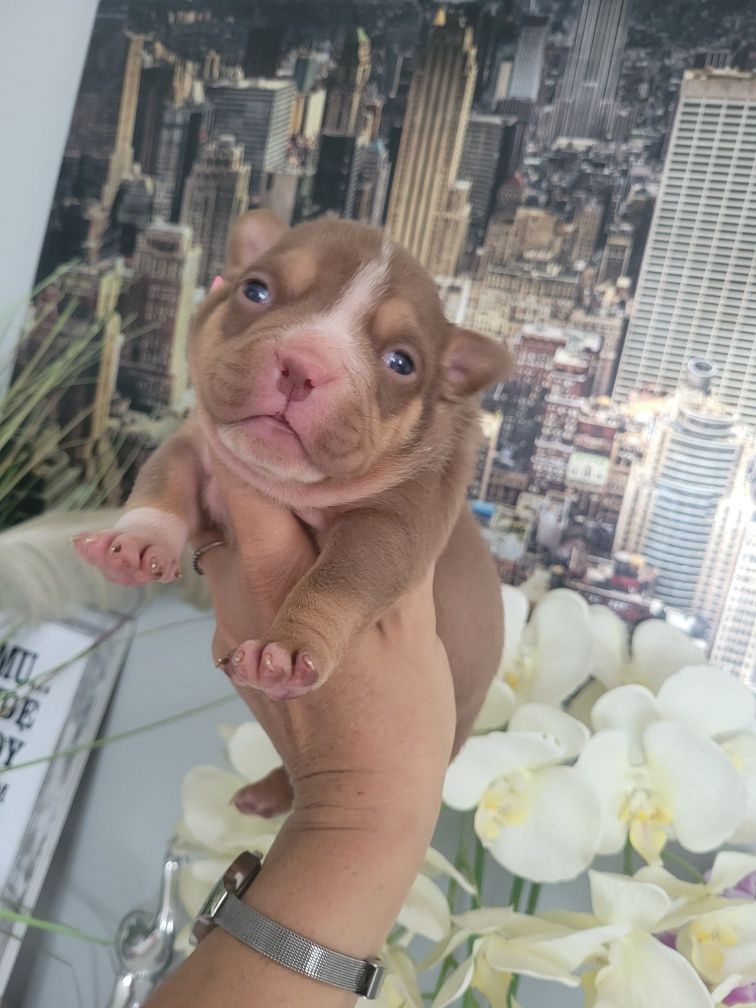 American bully chocolate tricolor pocket