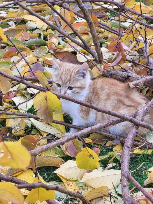 Милые котята ищут теплые ручки и большое сердечко
