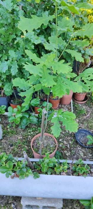Plantas de carvalho, loureiro, etc...