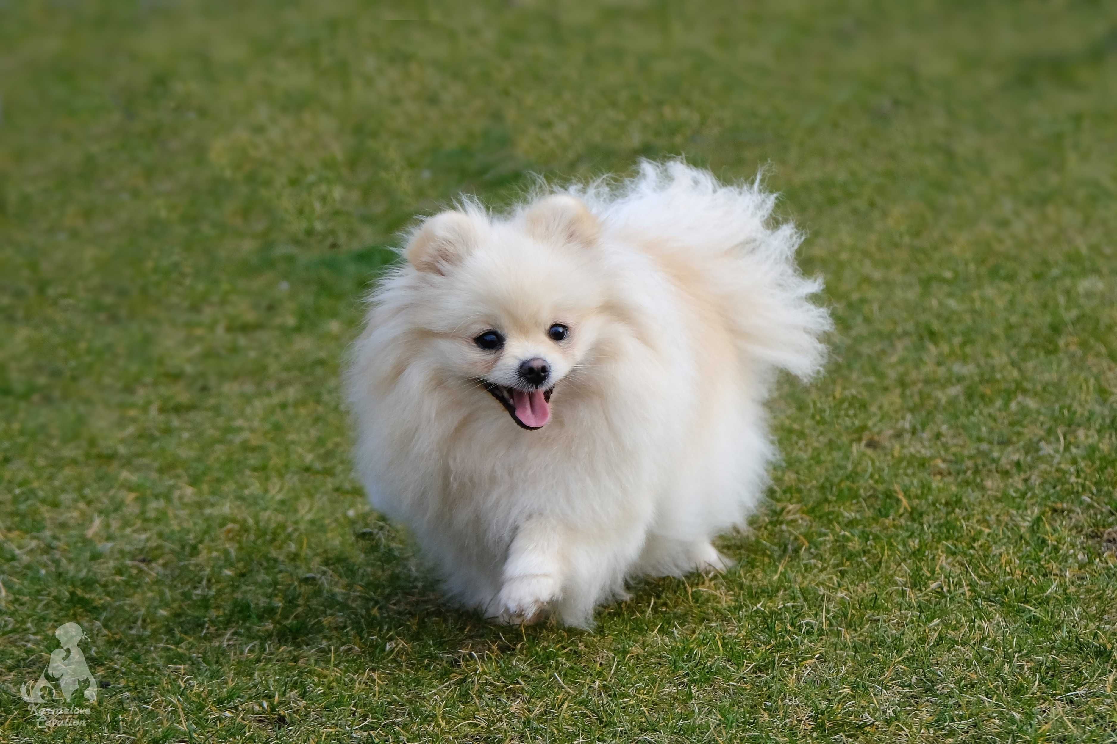 Suczka pomeranian miś kremowa rodowód