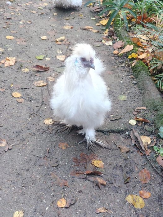 Kogut silka USA, silki, biały, z mają.