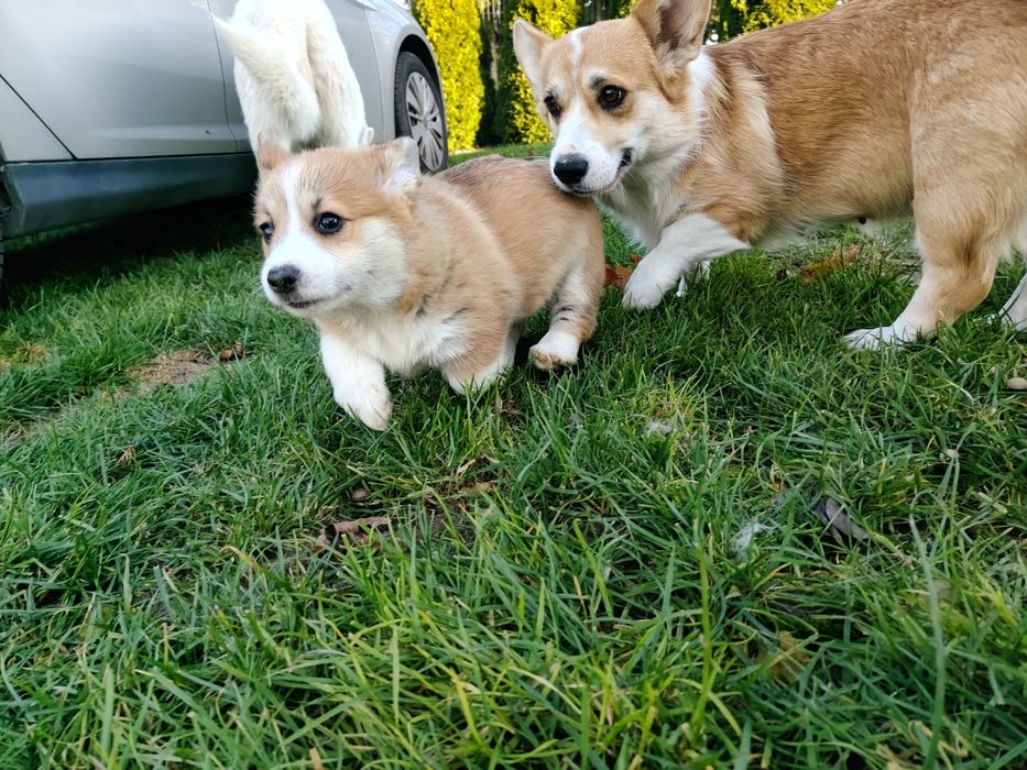 Ruda suczka z krotkim ogonem Welsh Corgi Pembroke FCI