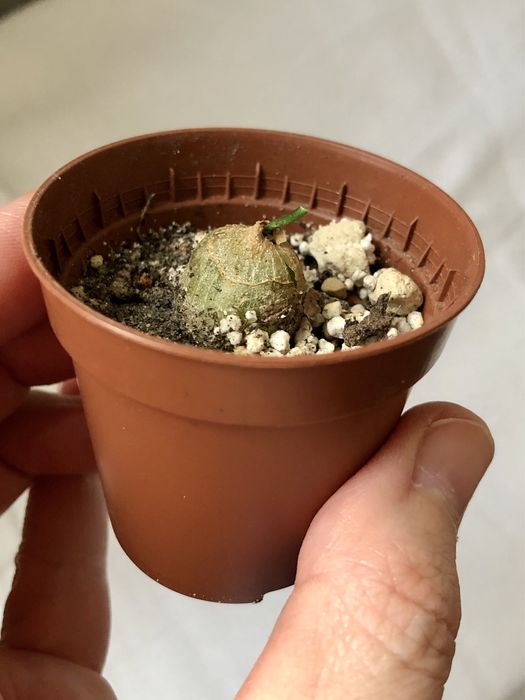 Bowiea volubilis kaudeks caudex