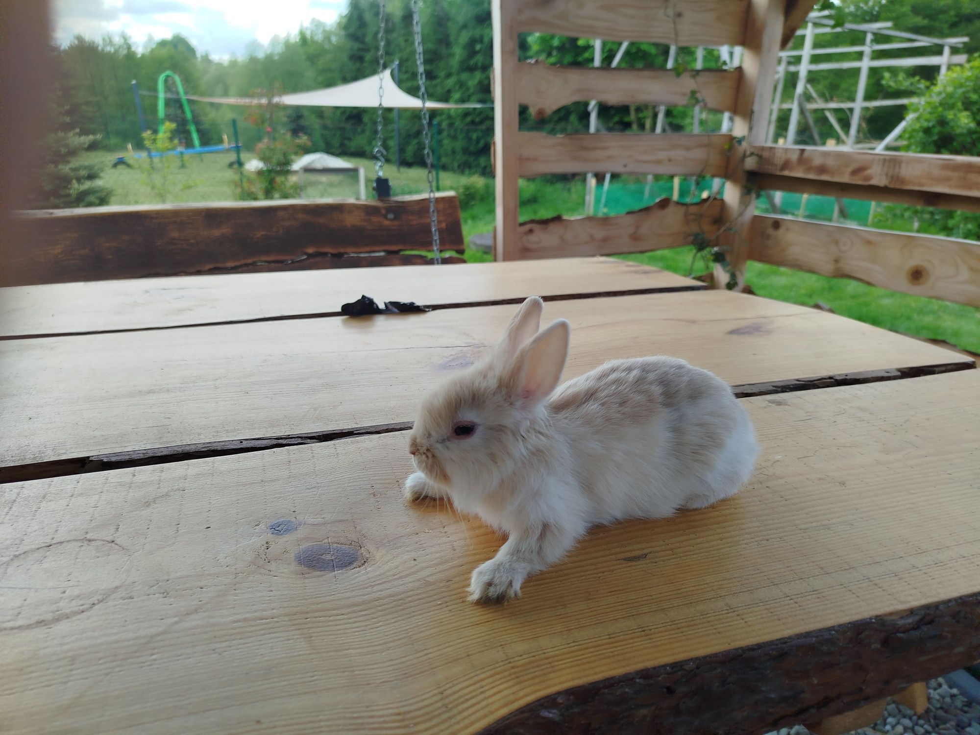 Królik miniaturka