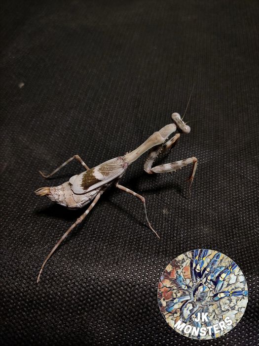 Modliszka Parasphendale agrionina+gratisy
