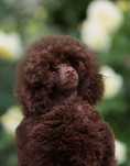 Pudel Toy Brown pudel