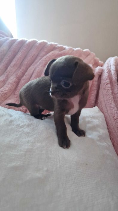 Chihuahua sunia maleńka czekoladka cudowna