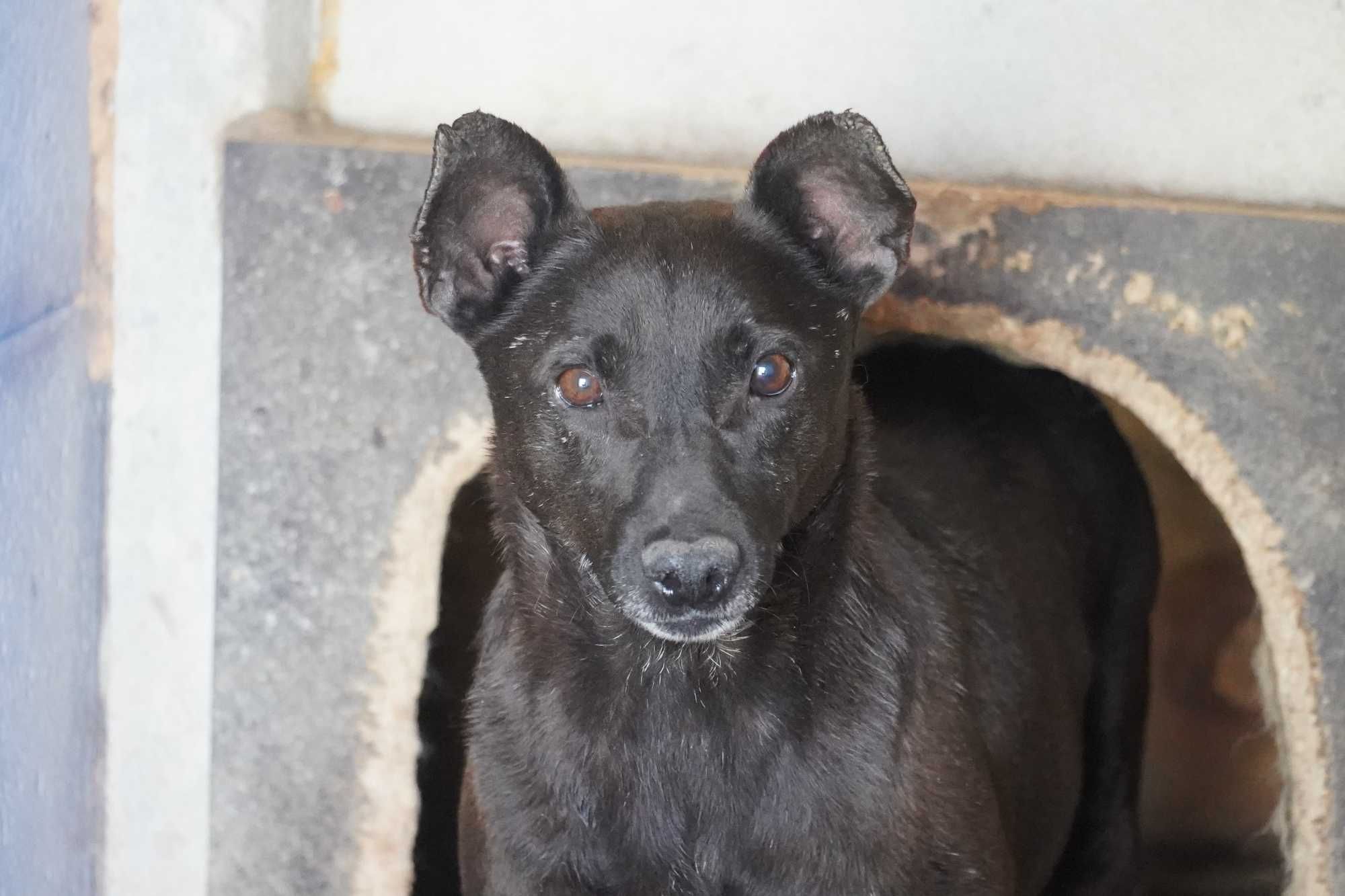 Bornit - niewielki kundelek do adopcji