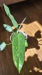 Philodendron Jose Buono