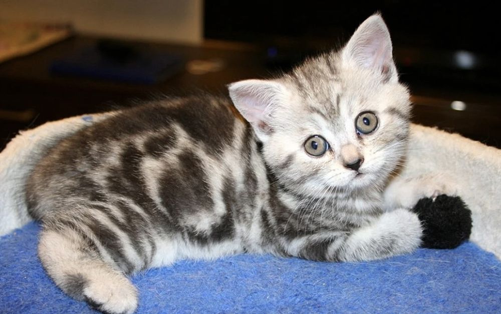 Очень красивые котята