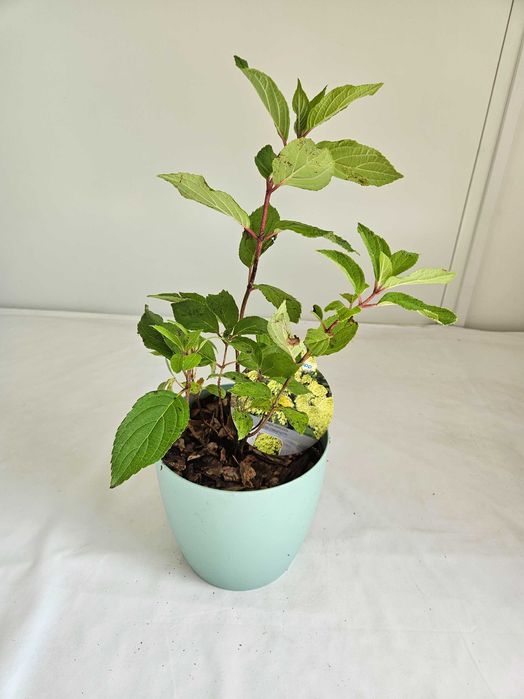 Hortensja bukietowa Mohito 35cm C2 – krzew ozdobny + nawóz gratis